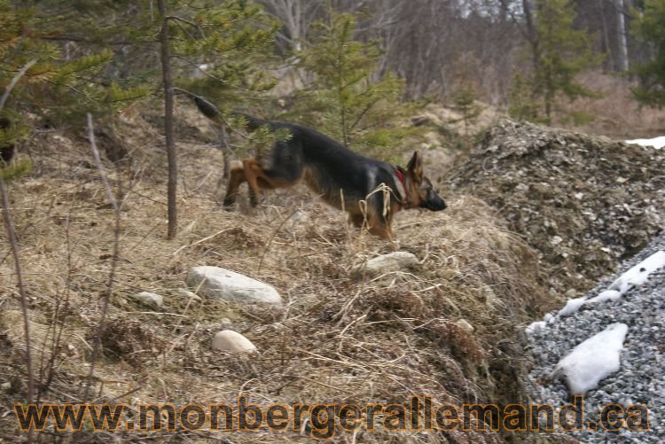 Berger allemand 9 Avril 2011 - Des portees de chiots berger allemand sont en cours !