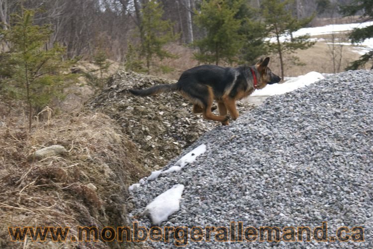 Berger allemand 9 Avril 2011 - Des portees de chiots berger allemand sont en cours !