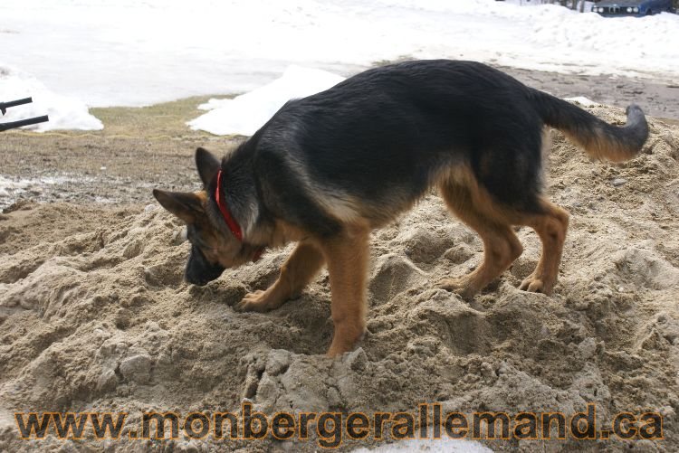Berger allemand 9 Avril 2011 - Des portees de chiots berger allemand sont en cours !