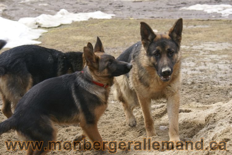 Berger allemand 9 Avril 2011 - Des portees de chiots berger allemand sont en cours !