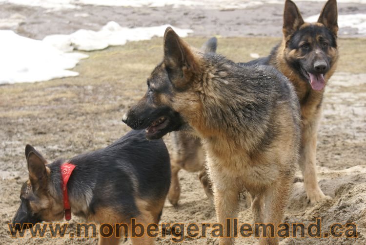 Berger allemand 9 Avril 2011 - Des portees de chiots berger allemand sont en cours !