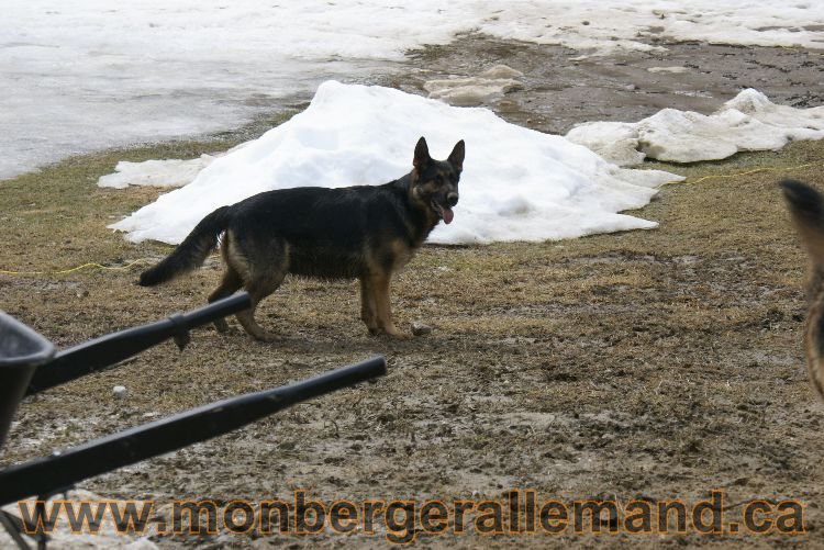 Berger allemand 9 Avril 2011 - Des portees de chiots berger allemand sont en cours !