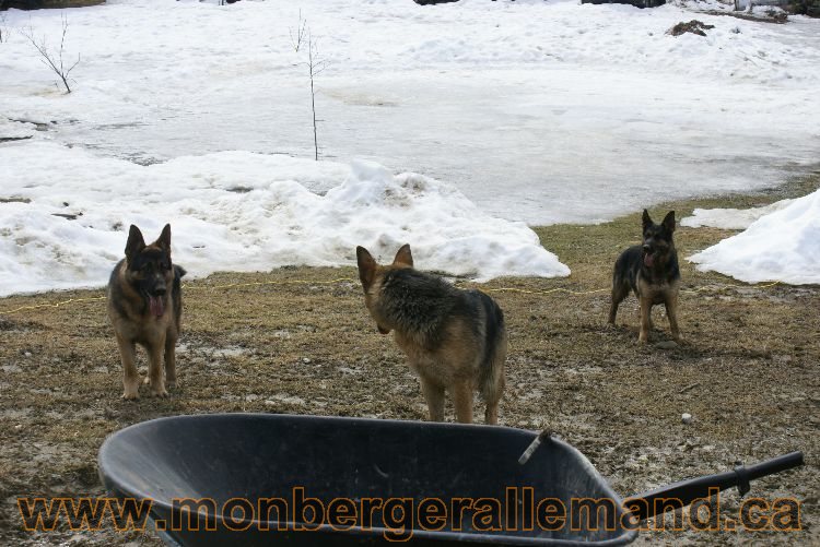 Berger allemand 9 Avril 2011 - Des portees de chiots berger allemand sont en cours !