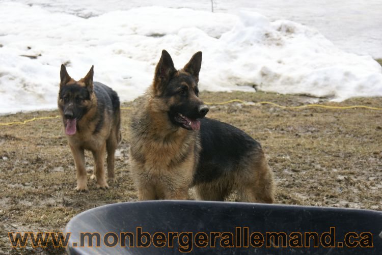 Berger allemand 9 Avril 2011 - Des portees de chiots berger allemand sont en cours !