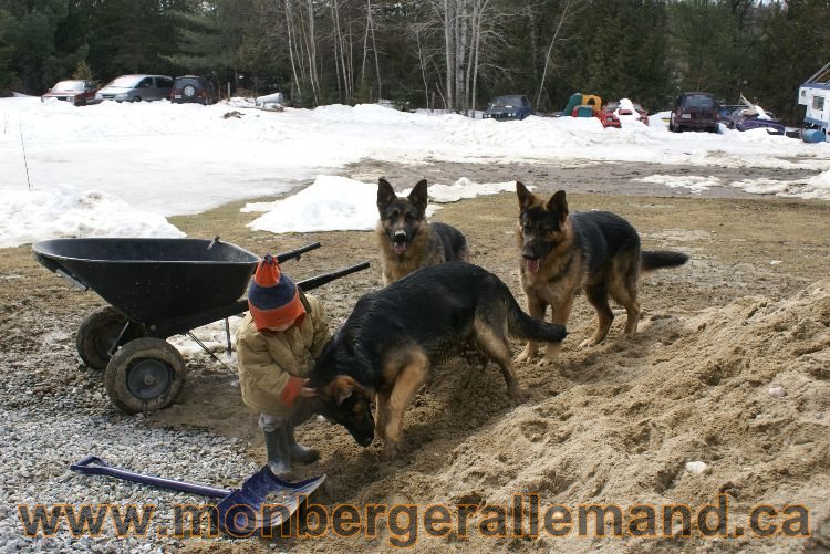 Berger allemand 9 Avril 2011 - Des portees de chiots berger allemand sont en cours !