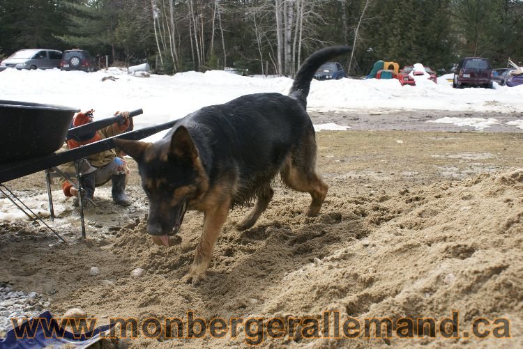Berger allemand 9 Avril 2011 - Des portees de chiots berger allemand sont en cours !