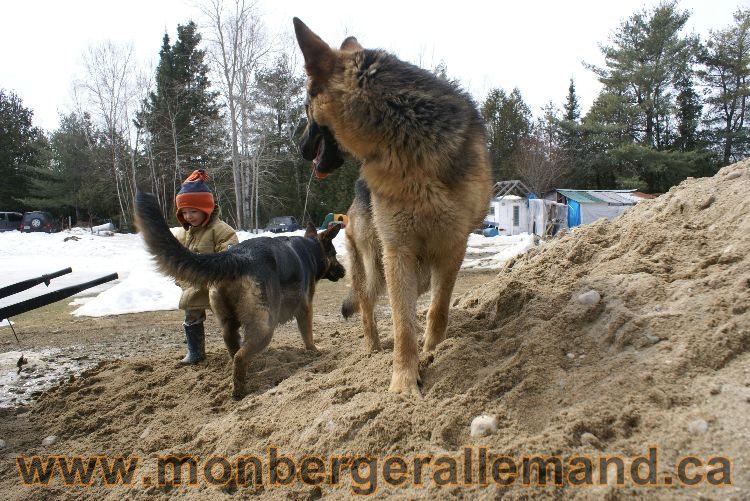 Berger allemand 9 Avril 2011 - Des portees de chiots berger allemand sont en cours !
