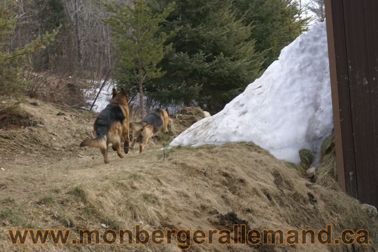 Berger allemand 9 Avril 2011 - Des portees de chiots berger allemand sont en cours !