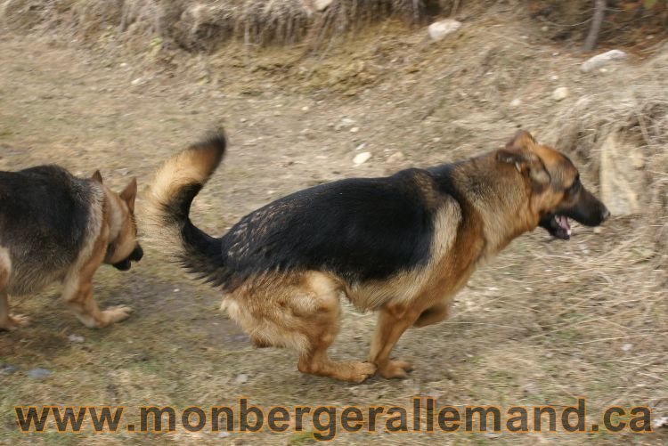 Berger allemand 9 Avril 2011 - Des portees de chiots berger allemand sont en cours !