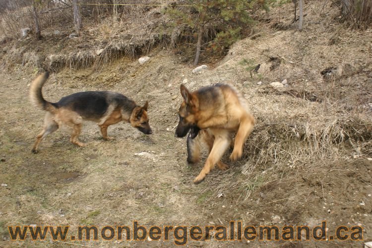 Berger allemand 9 Avril 2011 - Des portees de chiots berger allemand sont en cours !