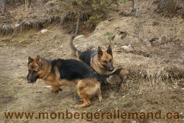 Berger allemand 9 Avril 2011 - Des portees de chiots berger allemand sont en cours !