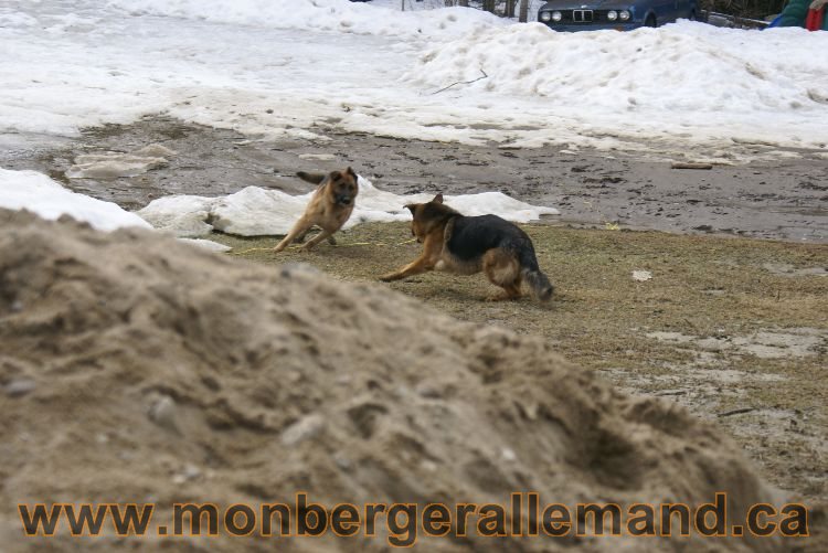 Berger allemand 9 Avril 2011 - Des portees de chiots berger allemand sont en cours !
