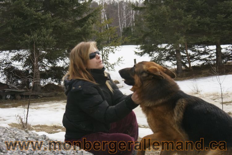 Berger allemand 9 Avril 2011 - Des portees de chiots berger allemand sont en cours !