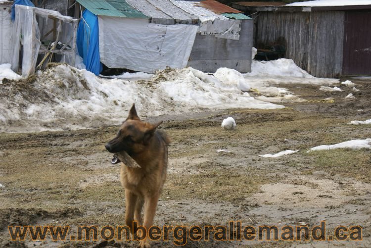Berger allemand 9 Avril 2011 - Des portees de chiots berger allemand sont en cours !