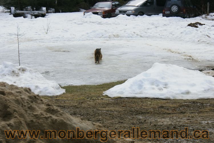 Berger allemand 9 Avril 2011 - Des portees de chiots berger allemand sont en cours !