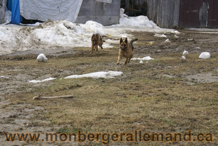 Berger allemand 9 Avril 2011 - Des portees de chiots berger allemand sont en cours !
