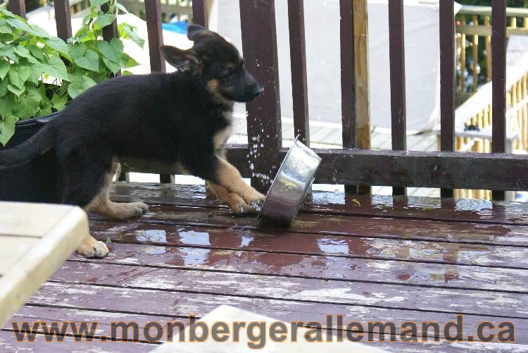 4 juillet 2011 chiot berger allemand disponible