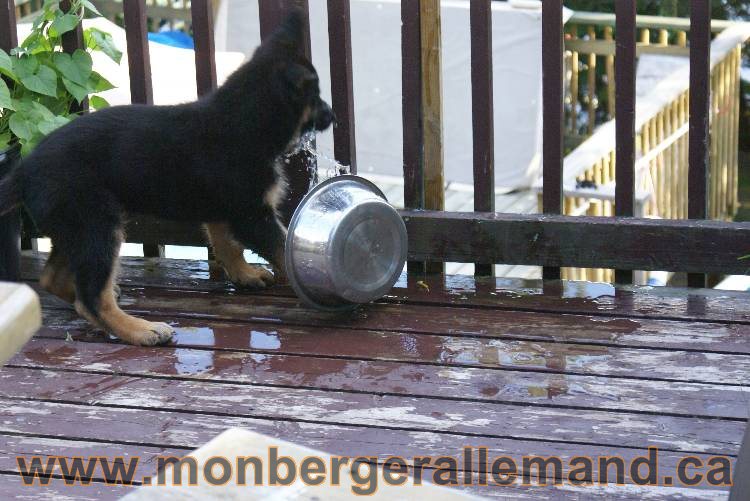 4 juillet 2011 chiot berger allemand disponible