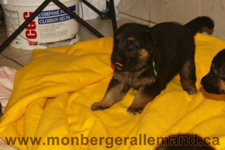 Vert - Male Berger Allemand