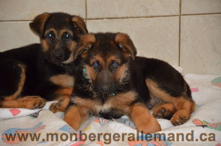 Les chiots berger allemand - 3 Aout 2011