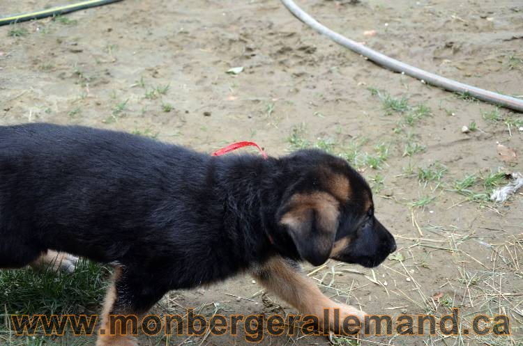 Les chiots berger allemand - 3 Aout 2011