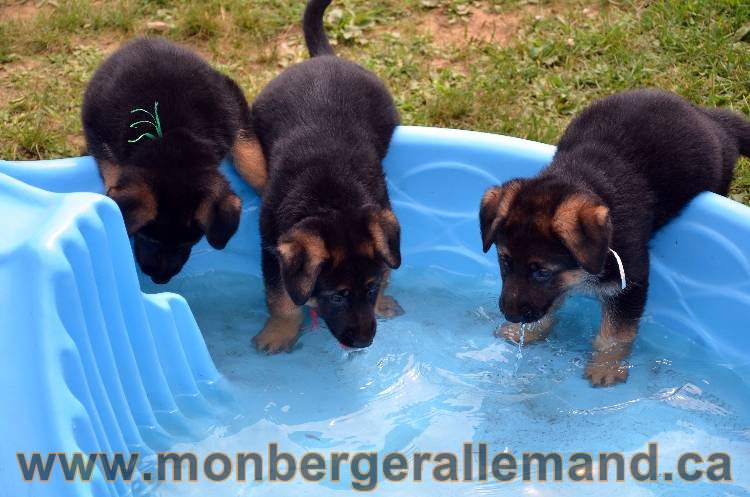 Les chiots berger allemand - 3 Aout 2011