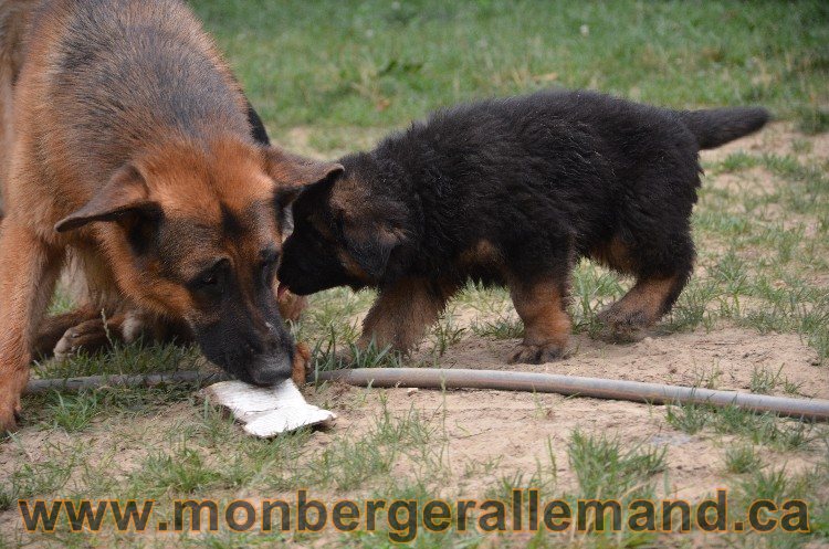 Les chiots - Berger allemand de grande lignées !