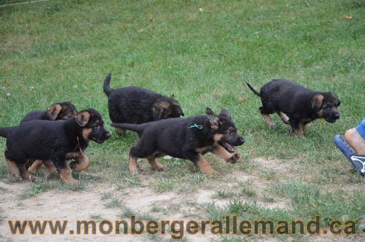 Les chiots - Berger allemand de grande lignées !