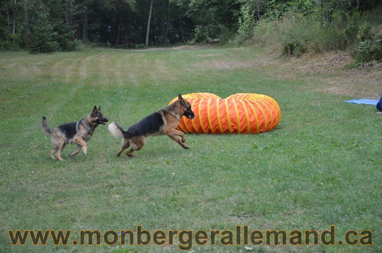 Les chiots - Berger allemand de grande lignées !