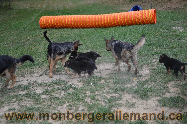 Les chiots - Berger allemand de grande lignées !