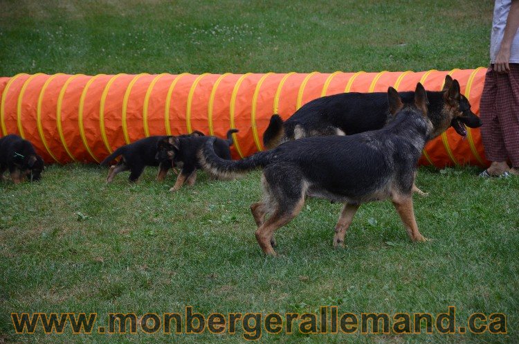 Les chiots - Berger allemand de grande lignées !