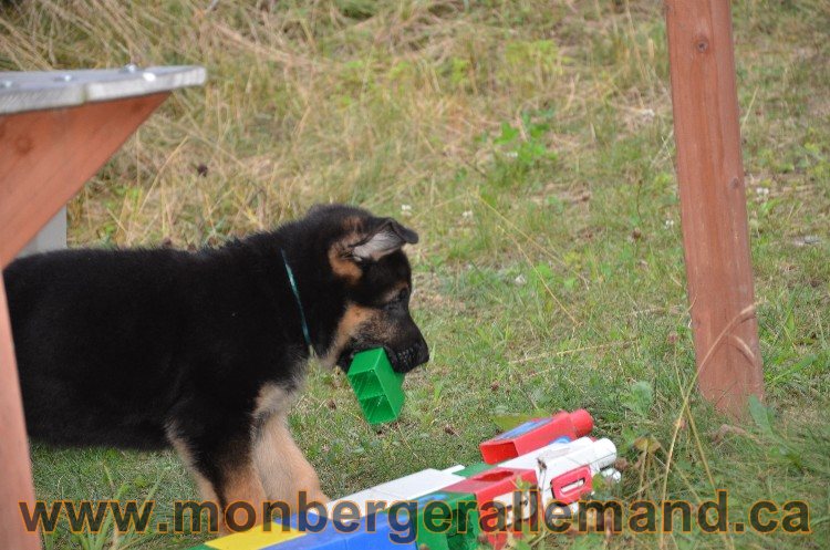 Chiots et chiens 11 Aout 2011