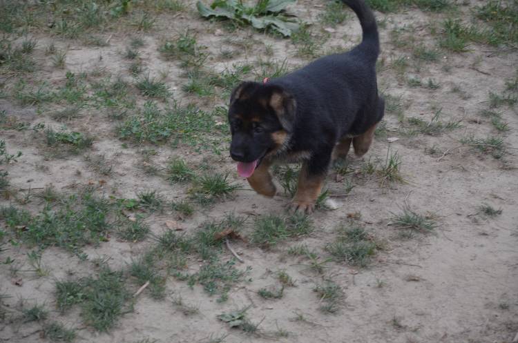 Les chiots 28 juillet 2011