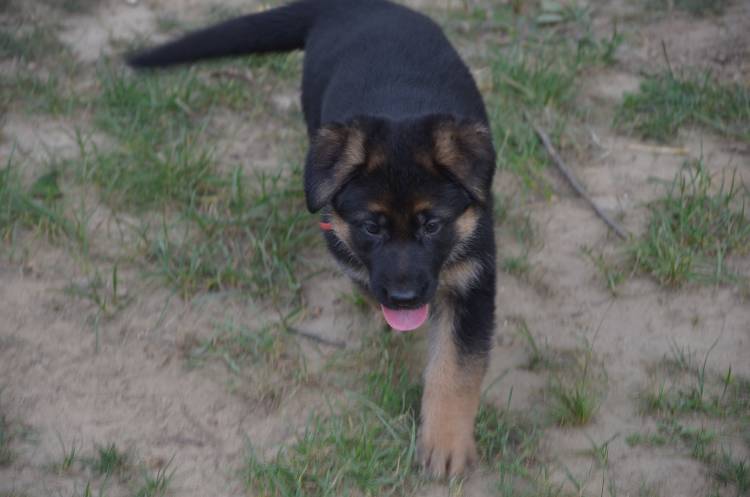 Les chiots 28 juillet 2011