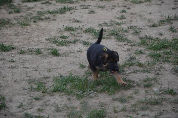 Les chiots 28 juillet 2011