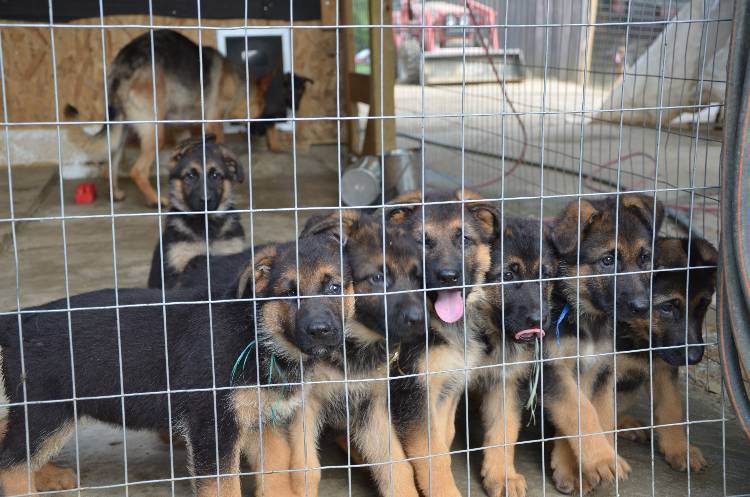 Les chiots 28 juillet 2011