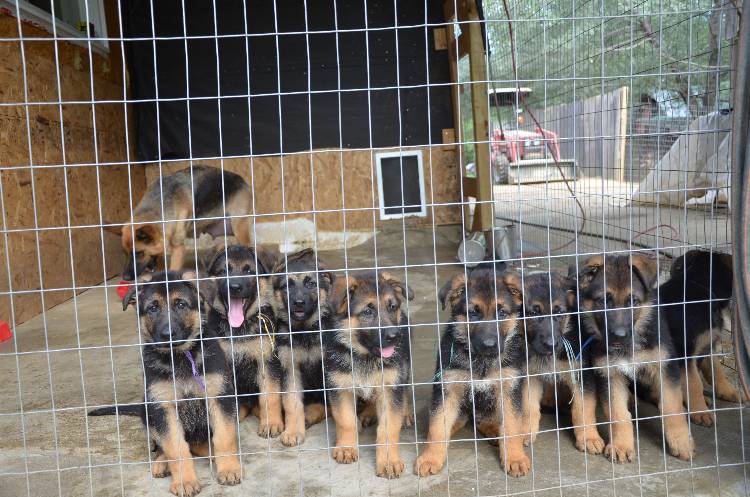 Les chiots 28 juillet 2011