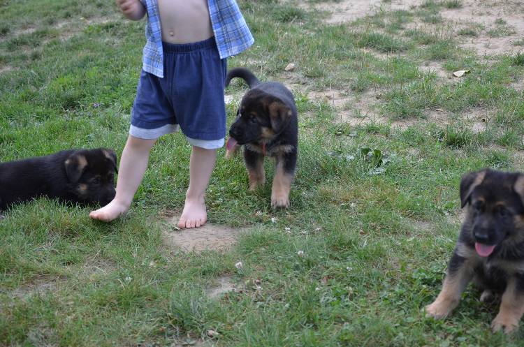 Les chiots 28 juillet 2011