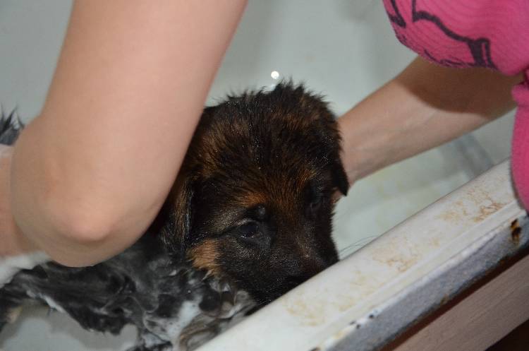 Les chiots a Roxy !