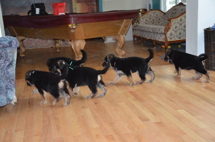 Les chiots a Roxy !