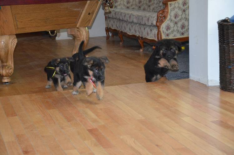 Les chiots a Roxy !