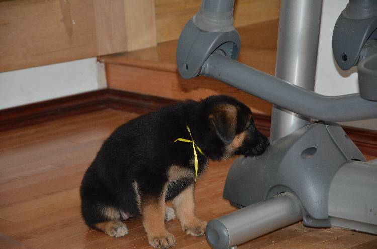 Les chiots a Roxy !