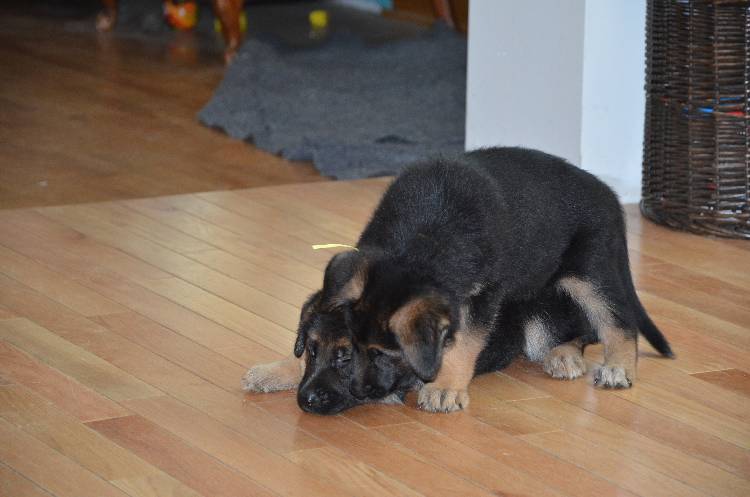 Les chiots a Roxy !