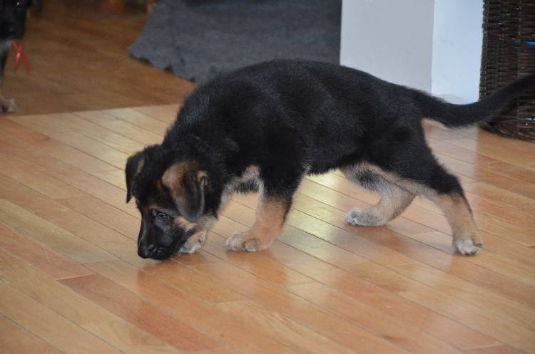 Les chiots a Roxy !