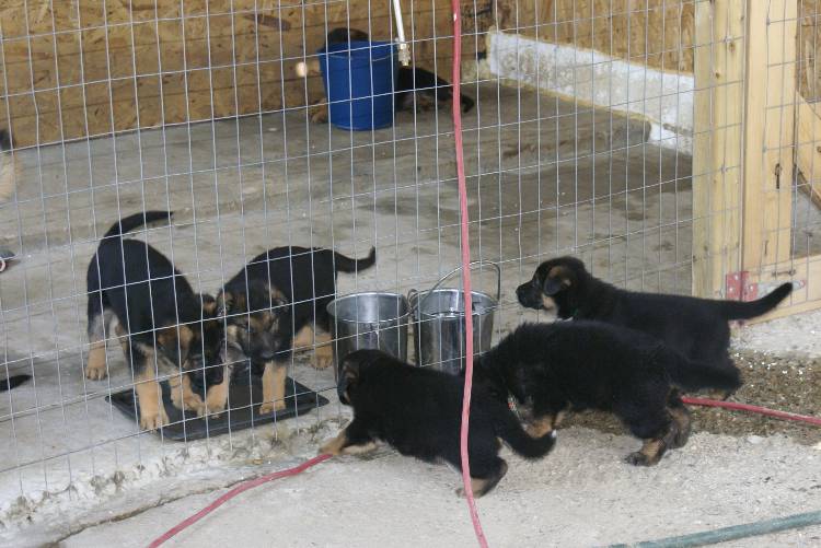 Les chiots a Roxy a la baignade - 1 mois et 1 semaine