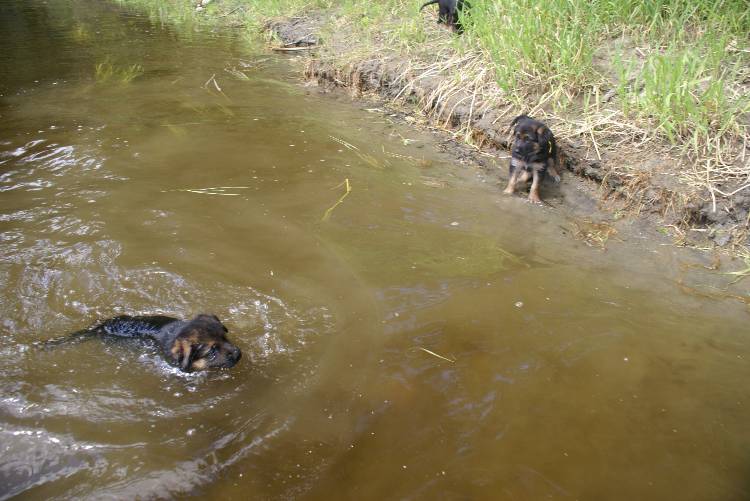 Les chiots a Roxy a la baignade - 1 mois et 1 semaine