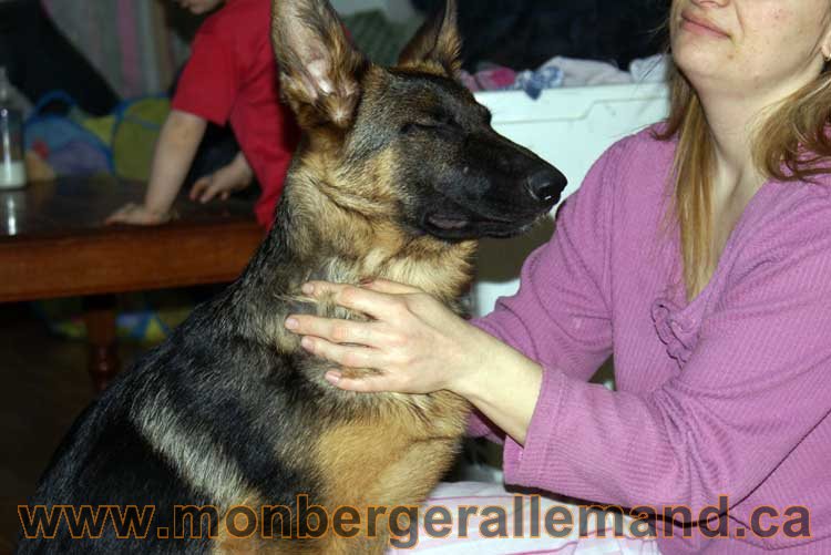 Nos chiens Berger Allemand - Avril 2011
