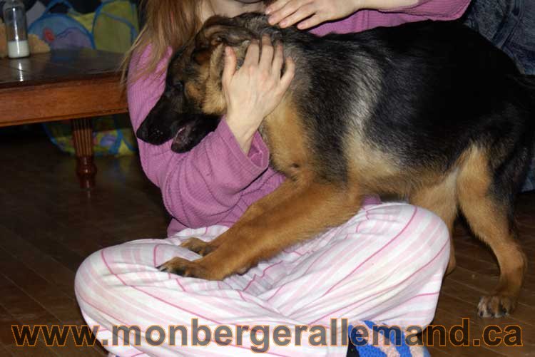 Nos chiens Berger Allemand - Avril 2011