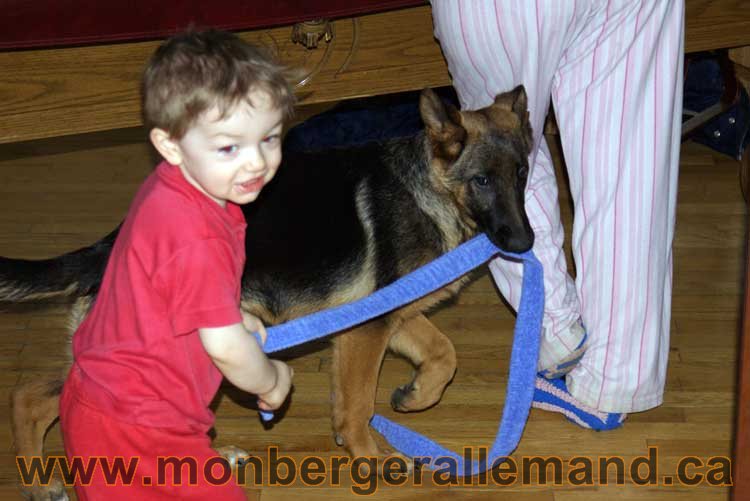 Nos chiens Berger Allemand - Avril 2011