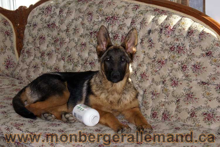 Nos chiens Berger Allemand - Avril 2011